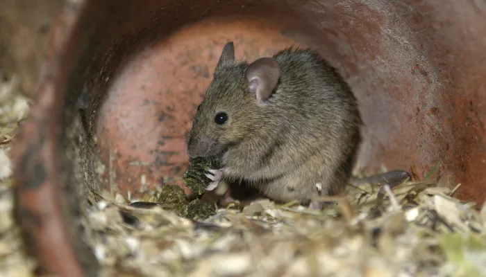 House mouse | Kent Wildlife Trust